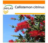 SAFLAX - Garden in the bag - Callistemon - 400 graines - Avec substrat de culture dans un sac pratique à montage automatique - Callistemon citrinus