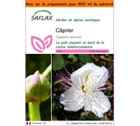 SAFLAX Garden in the bag - Câprier - 25 graines - Capparis