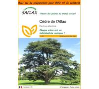 SAFLAX Garden in the bag - Cèdre de l'Atlas - 20 graines - Cedrus