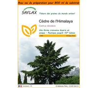 SAFLAX Garden in the bag - Cèdre de l'Himalaya - 35 graines - Cedrus