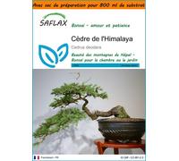 SAFLAX Garden in the bag - Cèdre de l'Himalaya - 35 graines - Cedrus
