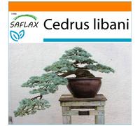 SAFLAX - Garden in the bag - Cèdre du Liban - 20 graines - Avec substrat de culture dans un sac pratique à montage automatique - Cedrus libani