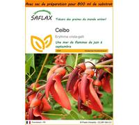 SAFLAX Garden in the bag - Ceibo - 6 graines - Erythrina