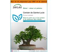 SAFLAX Garden in the bag - Cerisier de Sainte-Lucie - 30 graines - Prunus