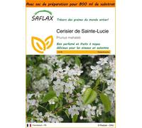 SAFLAX Garden in the bag - Cerisier de Sainte-Lucie - 30 graines - Prunus
