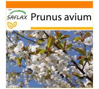 SAFLAX - Garden in the bag - Cerisier des oiseaux - 10 graines - Avec substrat de culture dans un sac pratique à montage automatique - Prunus avium