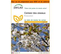 SAFLAX Garden in the bag - Cerisier des oiseaux - 10 graines - Prunus