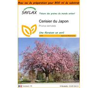 SAFLAX Garden in the bag - Cerisier du Japon - 30 graines - Prunus