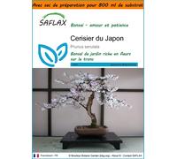 SAFLAX Garden in the bag - Cerisier du Japon - 30 graines - Prunus