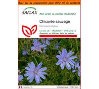SAFLAX Garden in the bag - Chicorée sauvage - 250 graines - Cichorium