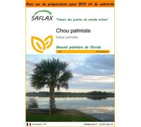 SAFLAX Garden in the bag - Chou palmiste - 8 graines - Sabal