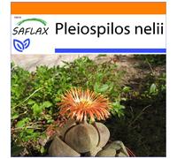 SAFLAX - Garden in the bag - Cleft Stone - 40 graines - Avec substrat de culture dans un sac pratique à montage automatique - Pleiospilos nelii
