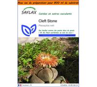 SAFLAX Garden in the bag - Cleft Stone - 40 graines - Pleiospilos