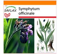 SAFLAX - Garden in the bag - Consoude - 15 graines - Avec substrat de culture dans un sac pratique à montage automatique - Symphytum officinale