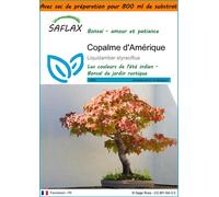 SAFLAX Garden in the bag - Copalme d'Amérique - 100 graines - Liquidamber
