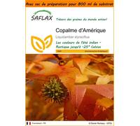 SAFLAX Garden in the bag - Copalme d'Amérique - 100 graines - Liquidamber
