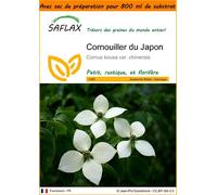 SAFLAX Garden in the bag - Cornouiller du Japon - 30 graines - Cornus