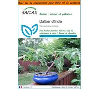 SAFLAX Garden in the bag - Dattier d'Inde - 4 graines - Tamarindus
