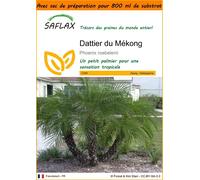 SAFLAX Garden in the bag - Dattier du Mékong - 25 graines - Phoenix