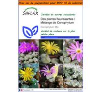 SAFLAX Garden in the bag - Des pierres fleurissantes / Mélange de Conophytum - 40 graines - Conophytum