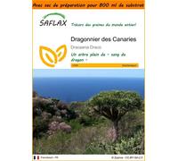 SAFLAX Garden in the bag - Dragonnier des Canaries - 5 graines - Dracaena