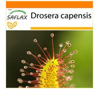 SAFLAX - Garden in the bag - Droséra du Cap - 200 graines - Avec substrat de culture dans un sac pratique à montage automatique - Drosera capensis