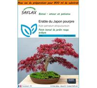 SAFLAX Garden in the bag - Erable du Japon pourpre - 20 graines - Acer