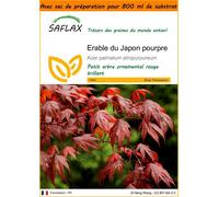 SAFLAX Garden in the bag - Erable du Japon pourpre - 20 graines - Acer