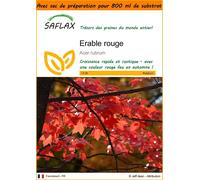 SAFLAX Garden in the bag - Erable rouge - 20 graines - Acer