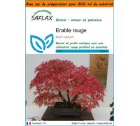 SAFLAX Garden in the bag - Erable rouge - 20 graines - Acer