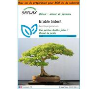 SAFLAX Garden in the bag - Erable trident - 30 graines - Acer