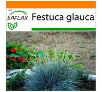 SAFLAX - Garden in the bag - Fétuque glauque - 50 graines - Avec substrat de culture dans un sac pratique à montage automatique - Festuca glauca