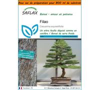 SAFLAX Garden in the bag - Filao - 200 graines - Casuarina