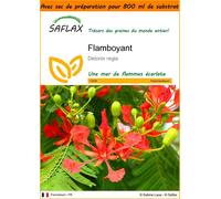 SAFLAX Garden in the bag - Flamboyant - 6 graines - Delonix
