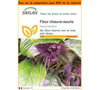SAFLAX Garden in the bag - Fleur chauve-souris - 10 graines - Tacca