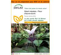 SAFLAX Garden in the bag - Géant népalais - Fleur chauve-souris - 10 graines - Tacca