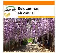 SAFLAX - Garden in the bag - Glycine arbre - 15 graines - Avec substrat de culture dans un sac pratique à montage automatique - Bolusanthus africanus