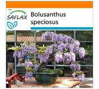 SAFLAX - Garden in the bag - Glycine arbre - 15 graines - Avec substrat de culture dans un sac pratique à montage automatique - Bolusanthus speciosus