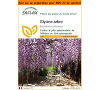 SAFLAX Garden in the bag - Glycine arbre - 15 graines - Bolusanthus