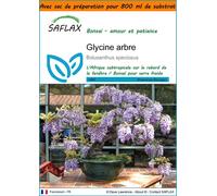 SAFLAX Garden in the bag - Glycine arbre - 15 graines - Bolusanthus