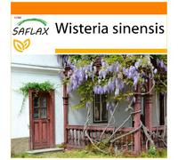 SAFLAX - Garden in the bag - Glycine de Chine - 4 graines - Avec substrat de culture dans un sac pratique à montage automatique - Wisteria sinensis