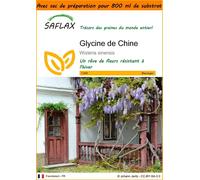 SAFLAX Garden in the bag - Glycine de Chine - 4 graines - Wisteria