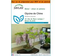SAFLAX Garden in the bag - Glycine de Chine - 4 graines - Wisteria