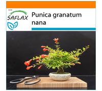 SAFLAX - Garden in the bag - Grenadier nain - 50 graines - Avec substrat de culture dans un sac pratique à montage automatique - Punica granatum nana