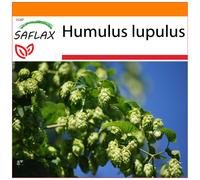 SAFLAX - Garden in the bag - Houblon - 50 graines - Avec substrat de culture dans un sac pratique à montage automatique - Humulus lupulus