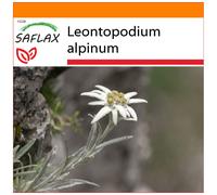 SAFLAX - Garden in the bag - L’edelweiss - 500 graines - Avec substrat de culture dans un sac pratique à montage automatique - Leontopodium alpinum