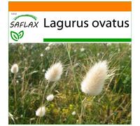 SAFLAX - Garden in the bag - Lagure ovale - 100 graines - Avec substrat de culture dans un sac pratique à montage automatique - Lagurus ovatus