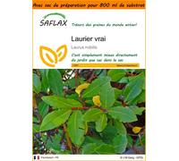 SAFLAX Garden in the bag - Laurier vrai - 6 graines - Laurus