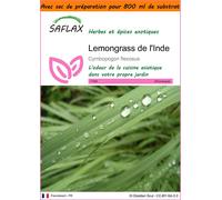SAFLAX Garden in the bag - Lemongrass de l'Inde - 50 graines - Cymbopogon