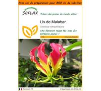 SAFLAX Garden in the bag - Lis de Malabar - 15 graines - Gloriosa